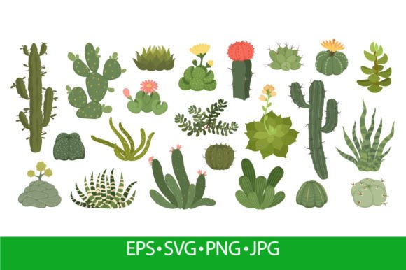 Cute Cactus and Succulents with Graphics