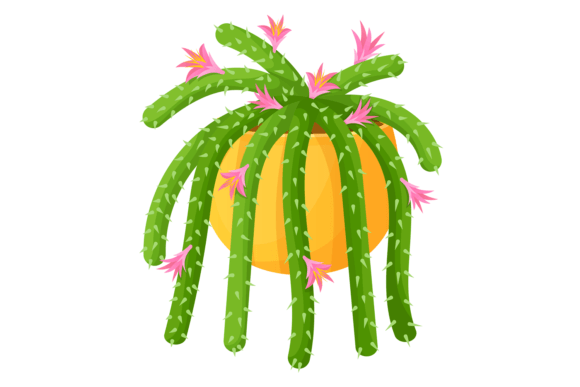 Green Succulent with Pink Flowers. Exoti