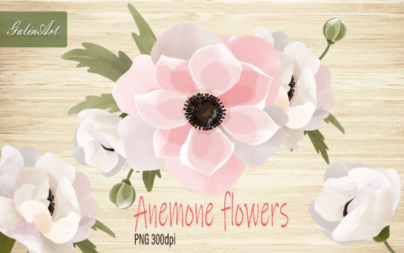 Pink Anemone Flowers Watercolor Graphics