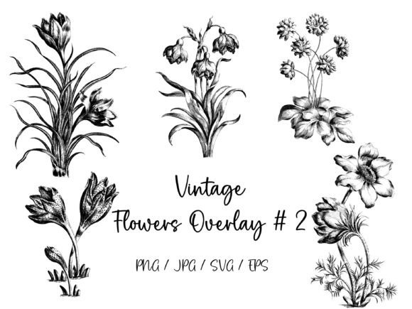 Vintage Flowers Overlay 2 – Graphics and Illustrations for Timeless Branding